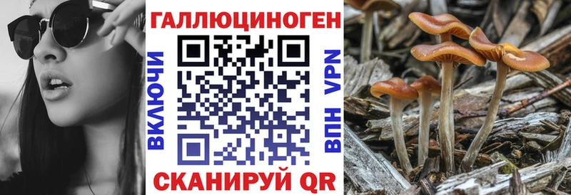 OMG   Сухой Лог  Псилоцибиновые грибы Psilocybe 
